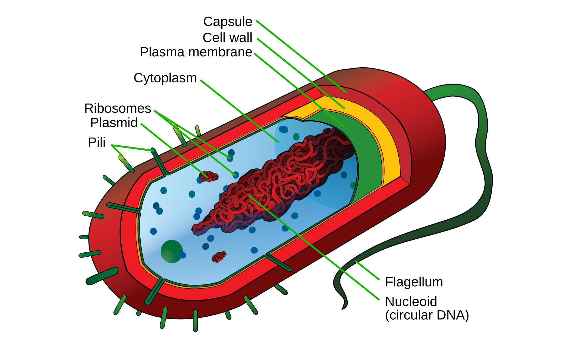 Labelled diagram of a prokaryotic cell showing the capsule, cell wall, plasma membrane, free circular DNA (nucleoid), plasmid, ribosomes, pili and flagellum