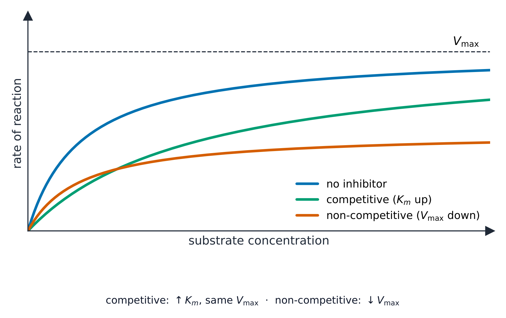 Three rate curves against substrate concentration: no inhibitor reaches Vmax; competitive reaches the same Vmax more slowly; non-competitive plateaus at a lower Vmax