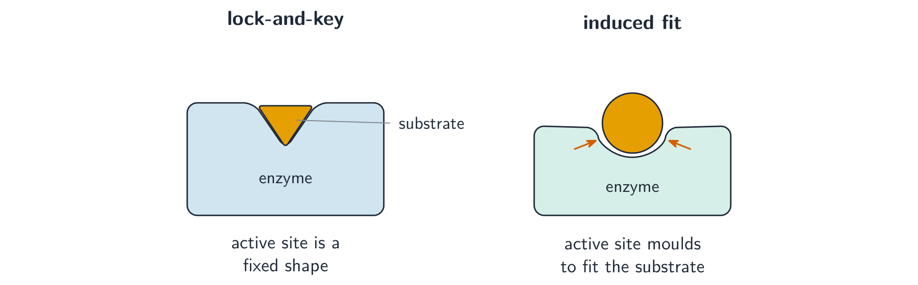 Two diagrams: in lock-and-key a triangular substrate fits a rigid notch; in induced fit the enzyme moulds around a rounded substrate