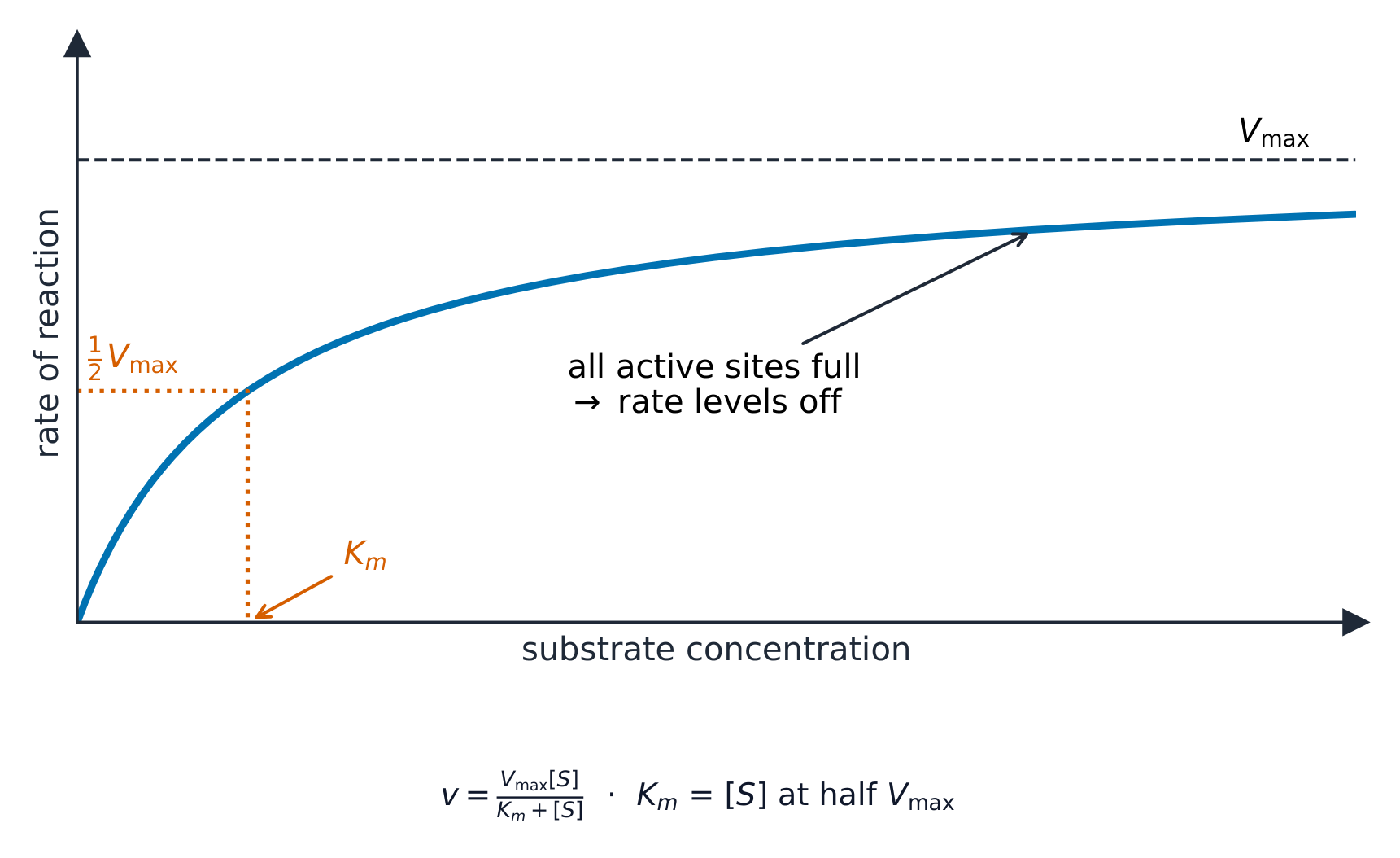 A curve of reaction rate against substrate concentration rising to a plateau at Vmax, with half of Vmax and the corresponding Km marked