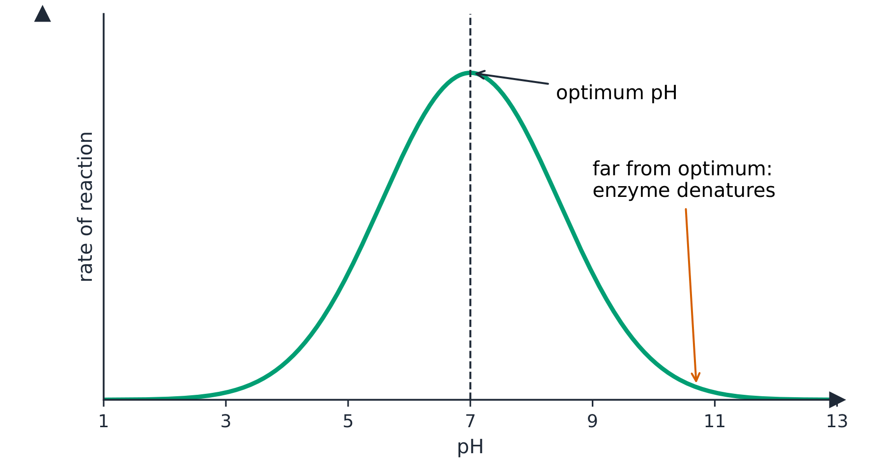 A bell-shaped graph of reaction rate against pH, peaking at the optimum pH and falling away on each side