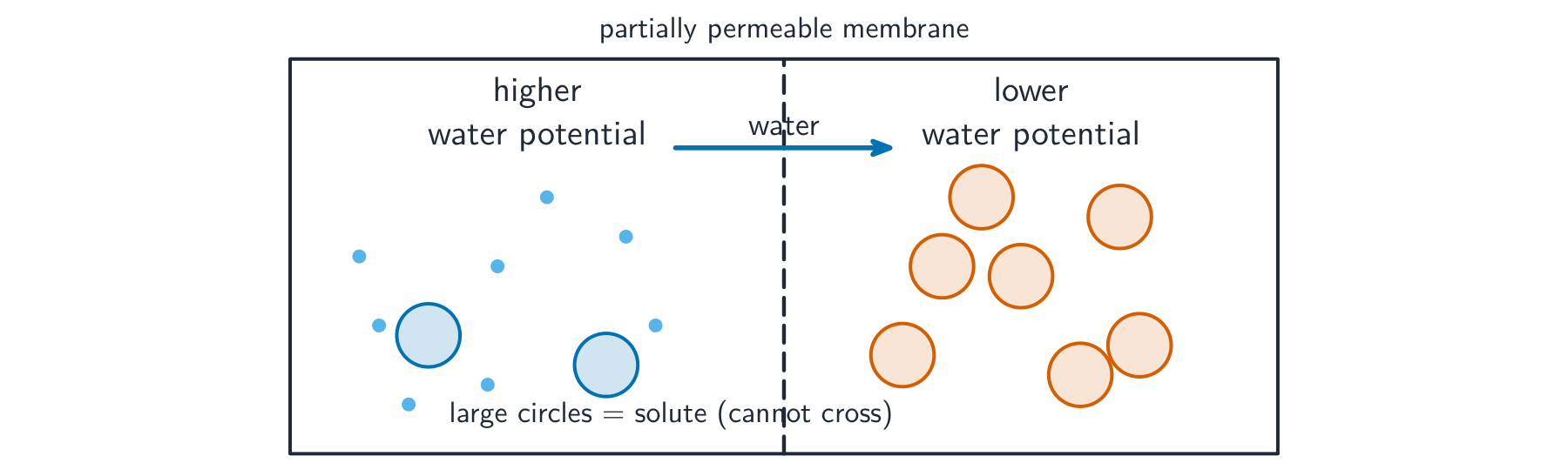 A container split by a partially permeable membrane, with few solutes and much water on the higher-water-potential side and many solutes on the lower side; water crosses towards the lower water potential