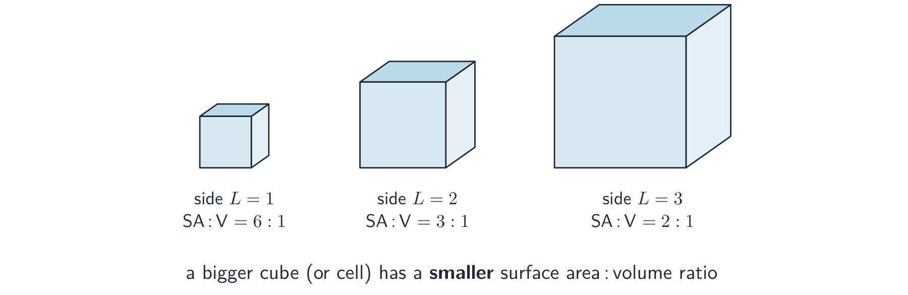 Three cubes of side 1, 2 and 3 with their surface-area-to-volume ratios 6:1, 3:1 and 2:1, showing the ratio falling as the cube grows