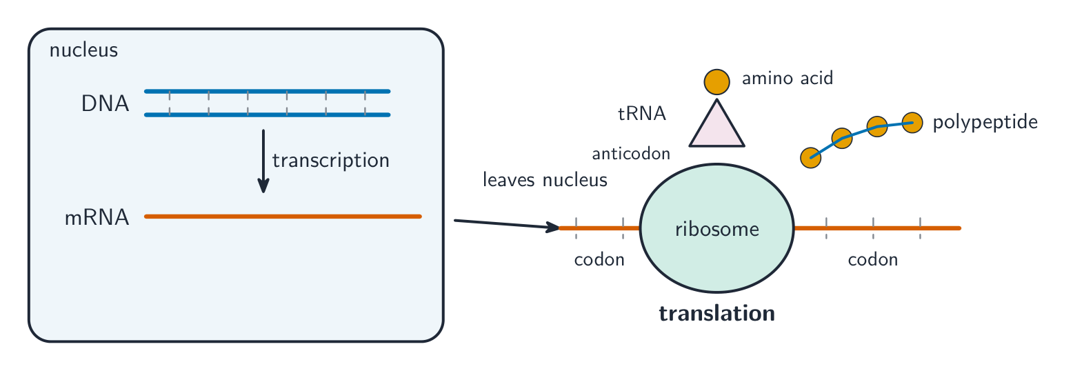 An overview of protein synthesis: in the nucleus DNA is transcribed into mRNA, which leaves the nucleus and is translated at a ribosome where tRNA brings amino acids to build a polypeptide