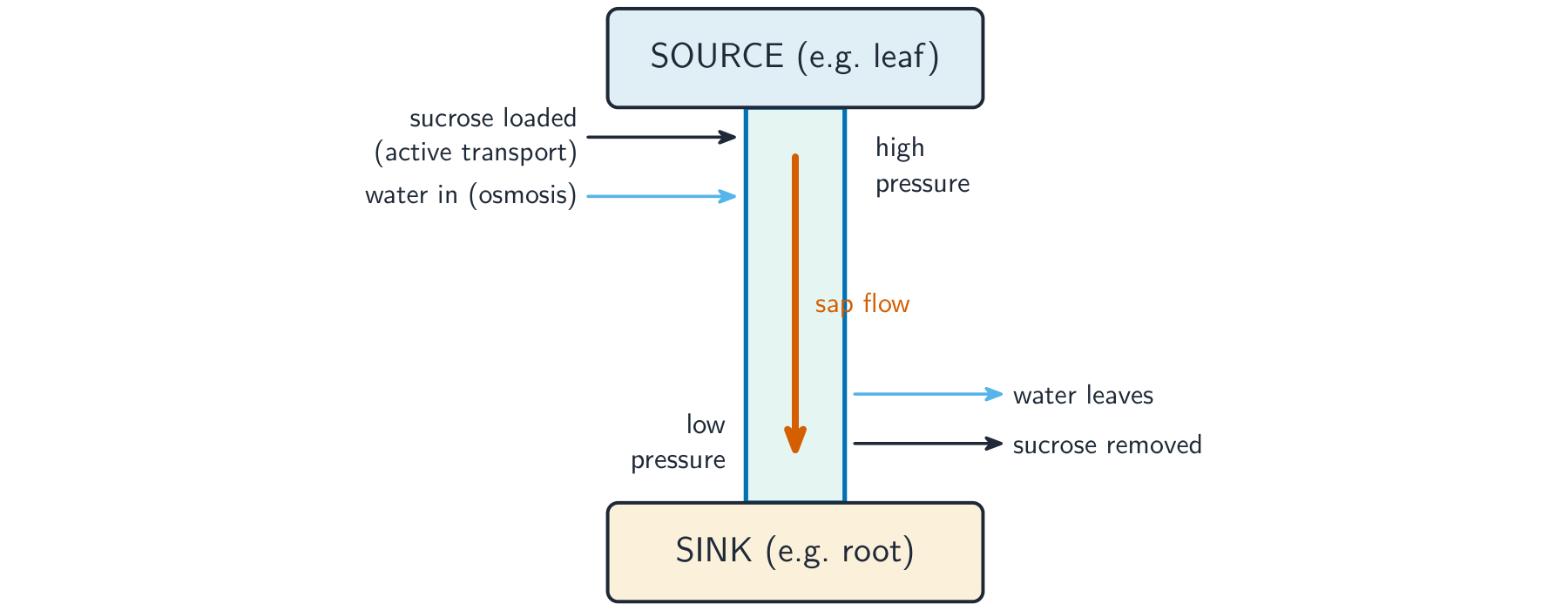 Sucrose loaded into the phloem at the source draws in water and raises the pressure, so sap flows down to the sink where sucrose is removed and water leaves