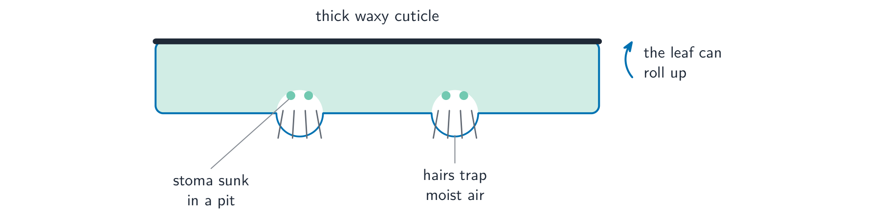 A xerophyte leaf cross-section showing a thick waxy cuticle on top, stomata sunk in pits, hairs trapping moist air, and a note that the leaf can roll up