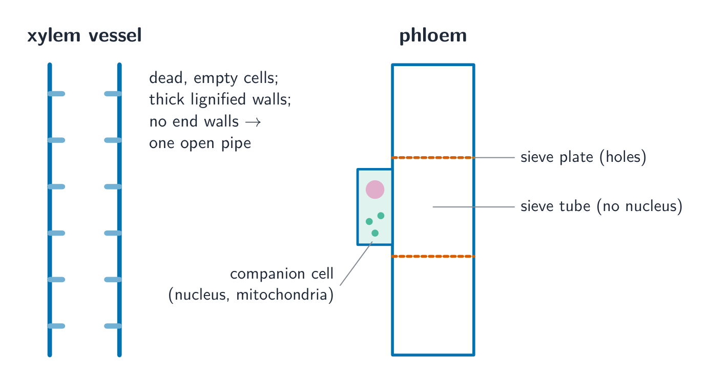 A xylem vessel drawn as a hollow tube with thick lignified walls beside a phloem sieve tube with sieve plates and an attached companion cell