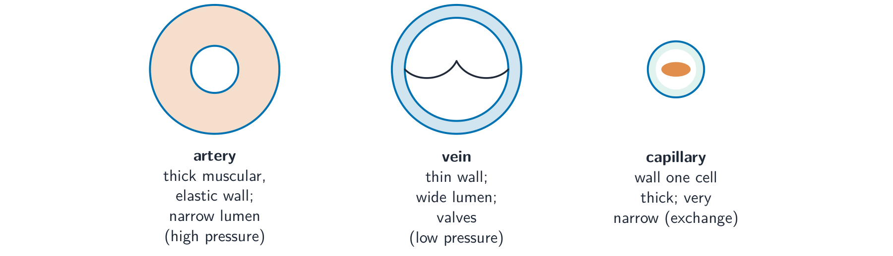 Cross-sections of an artery with a thick wall and narrow lumen, a vein with a thin wall, wide lumen and a valve, and a tiny capillary one cell thick