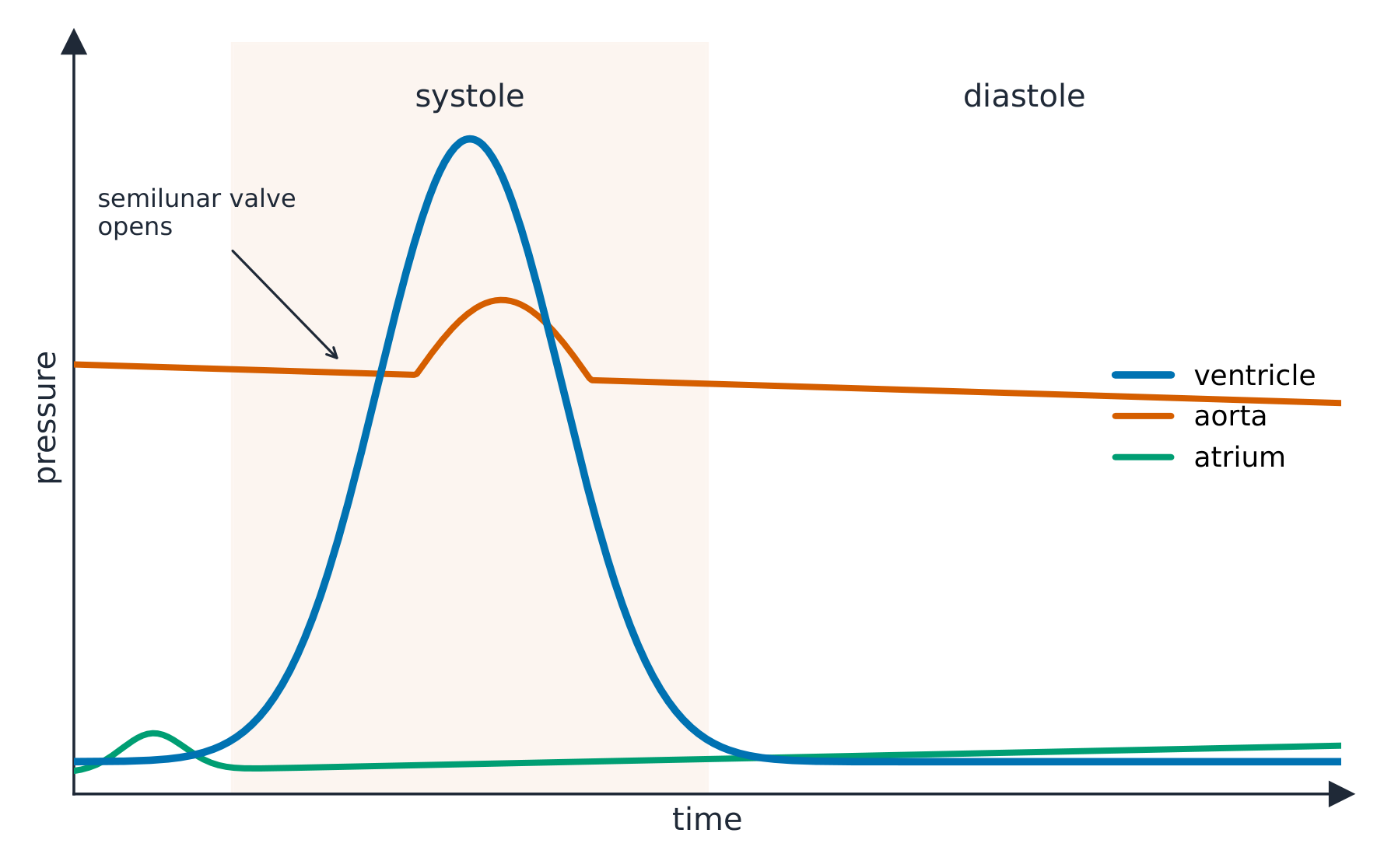 A graph of pressure against time for one heartbeat, with curves for the ventricle, the aorta and the atrium; the ventricle pressure spikes during systole and the semilunar valve opens where it rises above the aorta