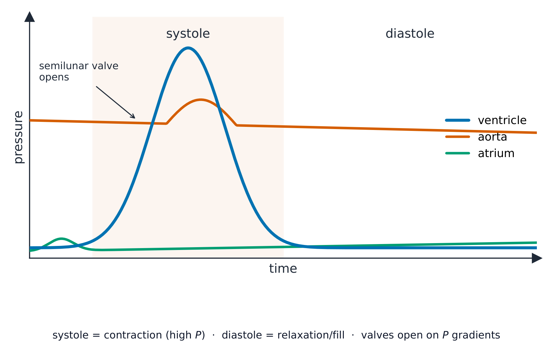 A graph of pressure against time for one heartbeat, with curves for the ventricle, the aorta and the atrium; the ventricle pressure spikes during systole and the semilunar valve opens where it rises above the aorta
