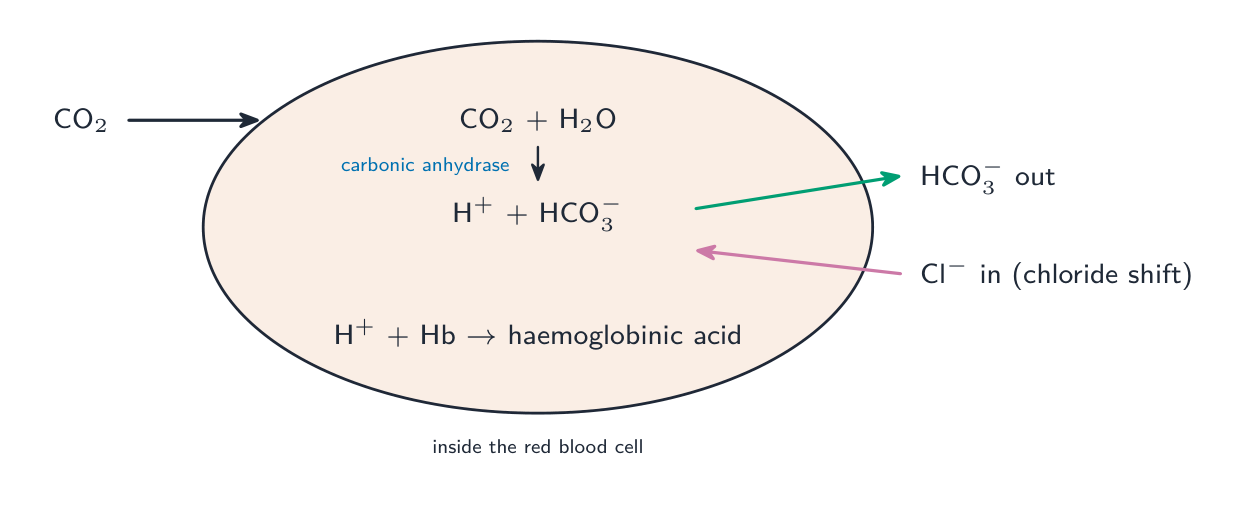 Inside a red blood cell: carbon dioxide and water become carbonic acid (by carbonic anhydrase), which splits into hydrogen ions and hydrogencarbonate; the hydrogencarbonate leaves as chloride enters, and the hydrogen ions bind haemoglobin