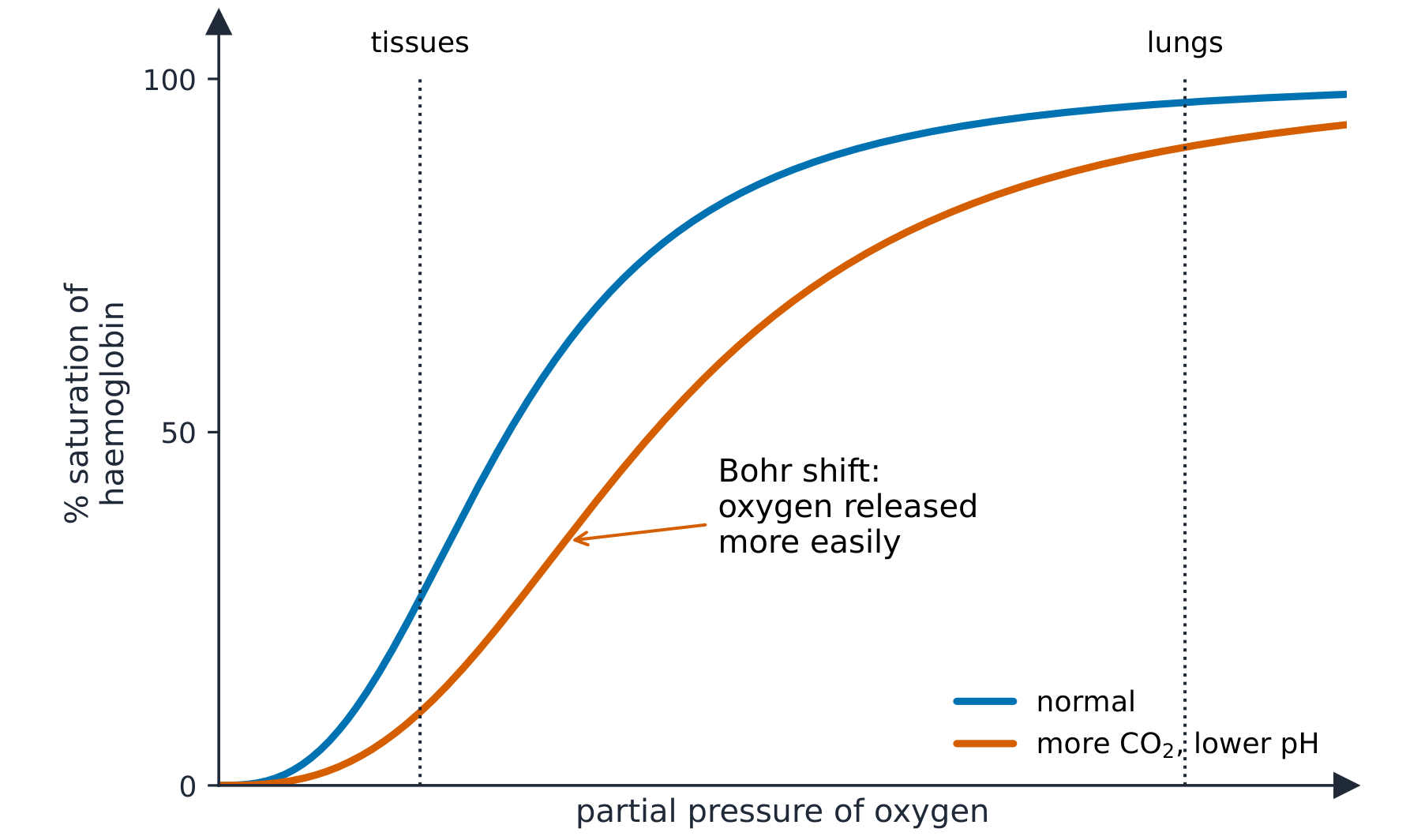 An S-shaped oxygen dissociation curve plotting percentage saturation against partial pressure of oxygen, with a second curve shifted to the right for higher carbon dioxide and lower pH