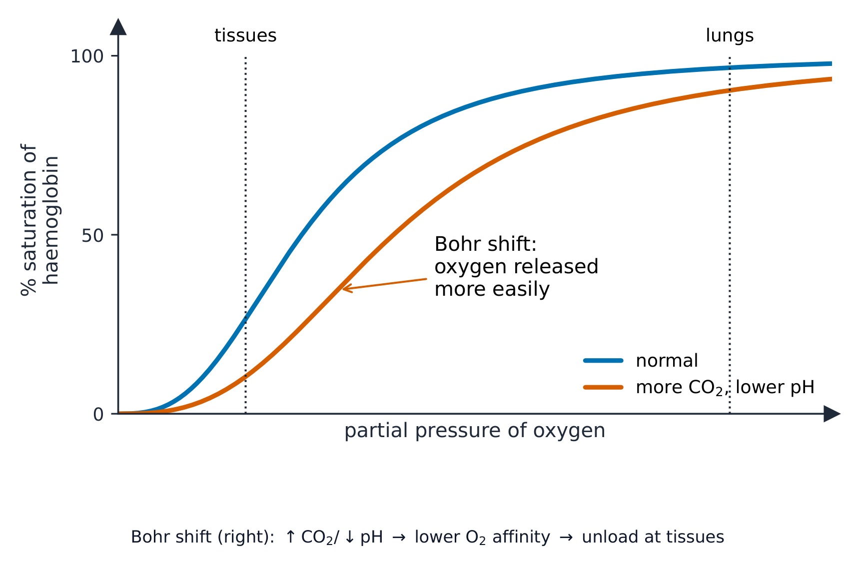 An S-shaped oxygen dissociation curve plotting percentage saturation against partial pressure of oxygen, with a second curve shifted to the right for higher carbon dioxide and lower pH