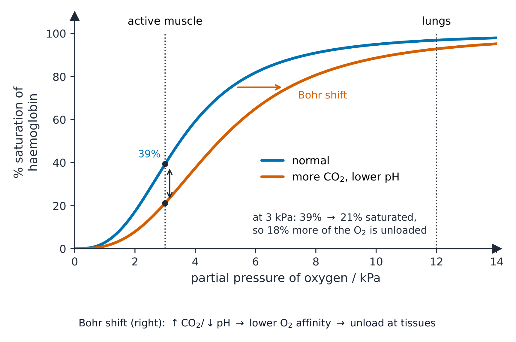 An S-shaped oxygen dissociation curve plotting percentage saturation against partial pressure of oxygen, from 0 to 14 kilopascals, with a second curve shifted to the right for higher carbon dioxide and lower pH. At 3 kilopascals, in active muscle, the normal curve is 39 percent saturated and the shifted curve 21 percent; at 12 kilopascals, in the lungs, both are above 90 percent