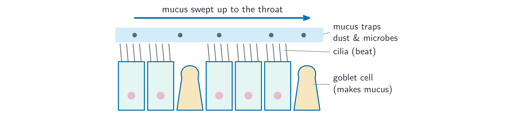 Ciliated epithelial cells with goblet cells; mucus on top traps dust and microbes and the beating cilia sweep it up towards the throat