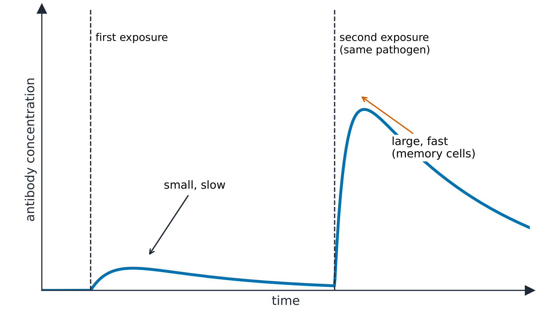 A graph of antibody concentration over time: a small slow rise after the first exposure, then a much larger faster rise after a second exposure to the same pathogen