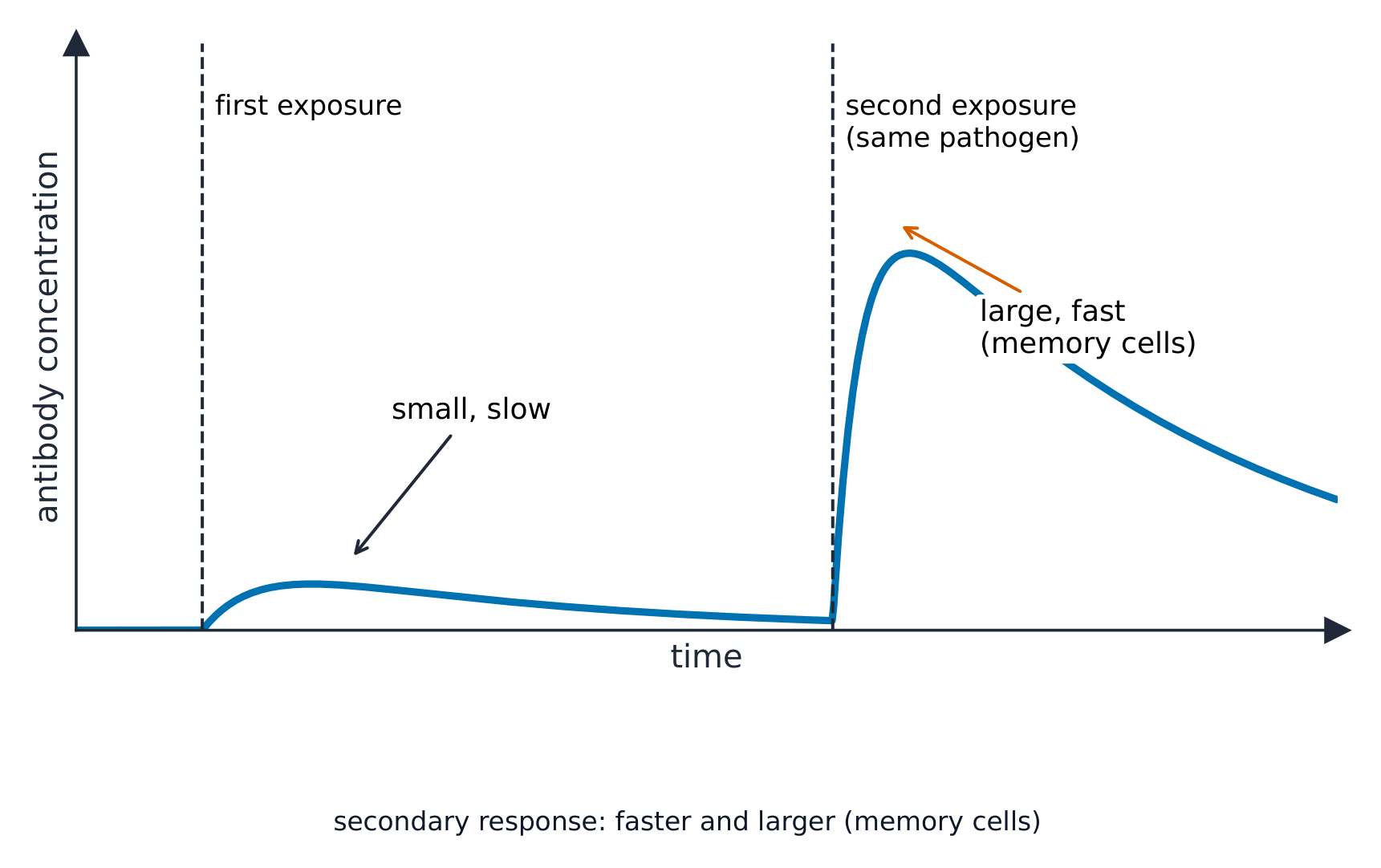 A graph of antibody concentration over time: a small slow rise after the first exposure, then a much larger faster rise after a second exposure to the same pathogen