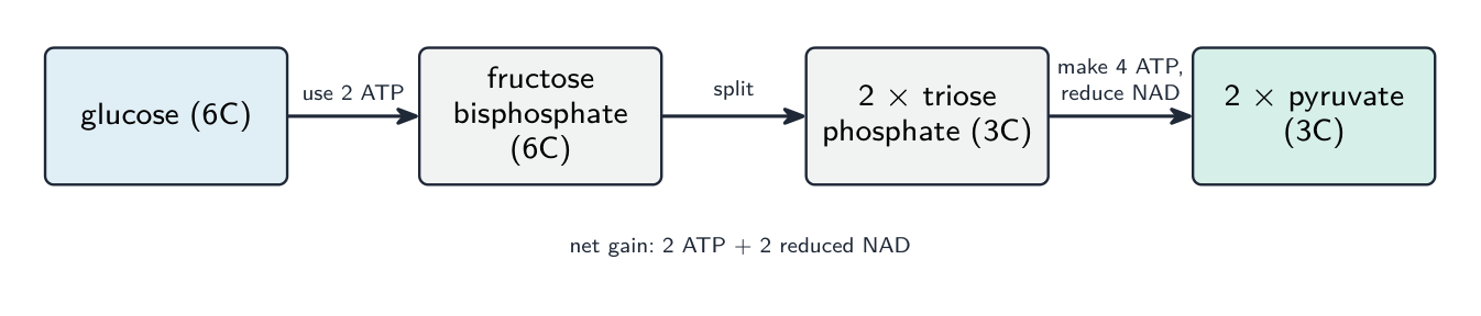 Glucose is phosphorylated using 2 ATP to fructose bisphosphate, split into two triose phosphates, then oxidised to two pyruvates, with a net gain of 2 ATP and reduced NAD