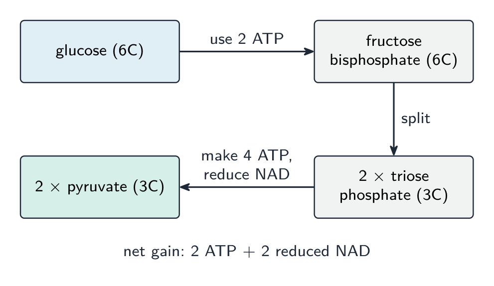Glucose is phosphorylated using 2 ATP to fructose bisphosphate, split into two triose phosphates, then oxidised to two pyruvates, with a net gain of 2 ATP and reduced NAD