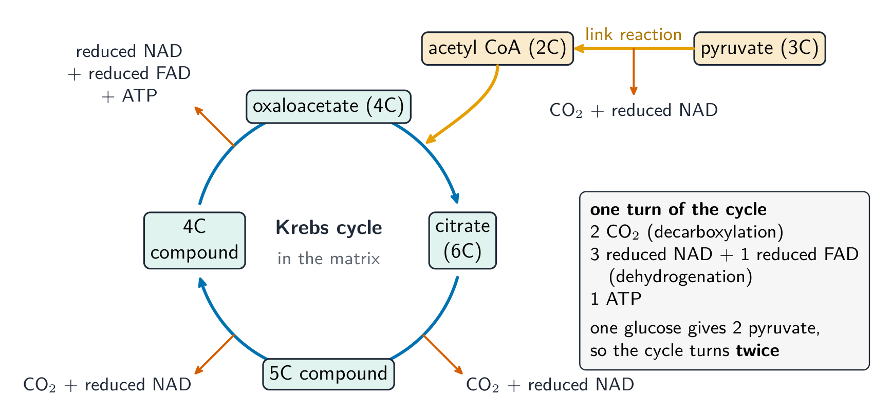 The link reaction turns pyruvate into acetyl CoA, releasing carbon dioxide and reduced NAD. Acetyl CoA joins oxaloacetate (4C) to make citrate (6C), which becomes a 5C compound, then a 4C compound, then oxaloacetate again; arrows off the ring show carbon dioxide and reduced NAD released twice, then reduced NAD, reduced FAD and ATP. A box totals one turn: 2 carbon dioxide, 3 reduced NAD, 1 reduced FAD, 1 ATP