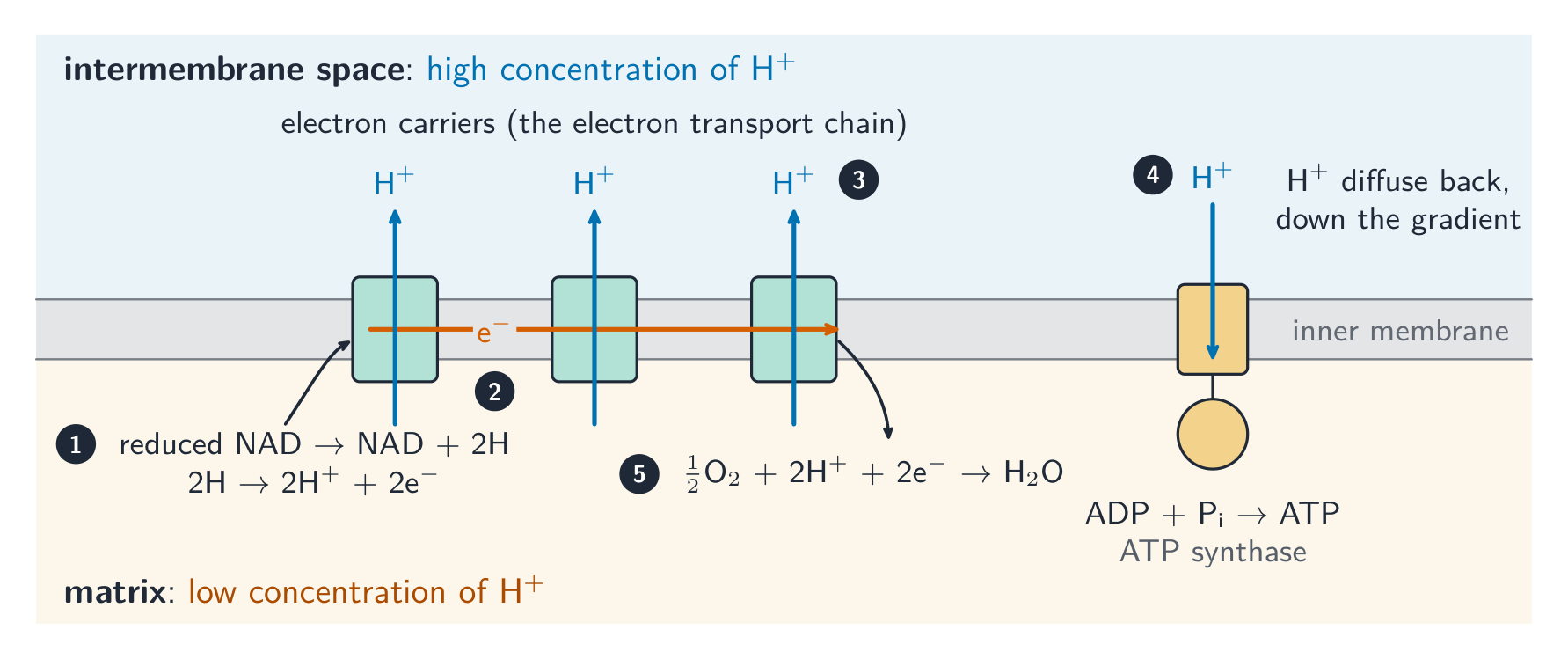 A strip of inner mitochondrial membrane between the intermembrane space above (high proton concentration) and the matrix below (low). Numbered steps: 1, reduced NAD gives up 2H, which split into protons and electrons; 2, electrons pass along three carriers; 3, each carrier pumps a proton up into the intermembrane space; 4, protons flow back down through ATP synthase, which makes ATP from ADP and phosphate; 5, at the end of the chain half an oxygen molecule takes 2 protons and 2 electrons to form water