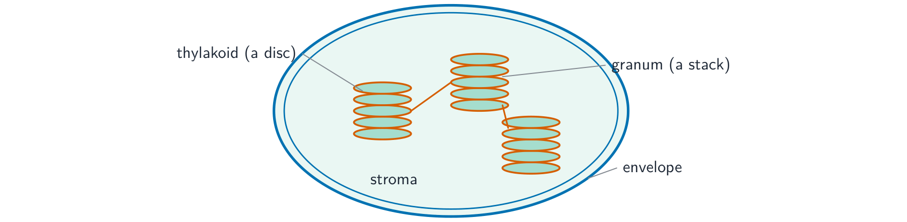 A chloroplast with its envelope, stacks of thylakoid discs forming grana joined by lamellae, all bathed in the stroma