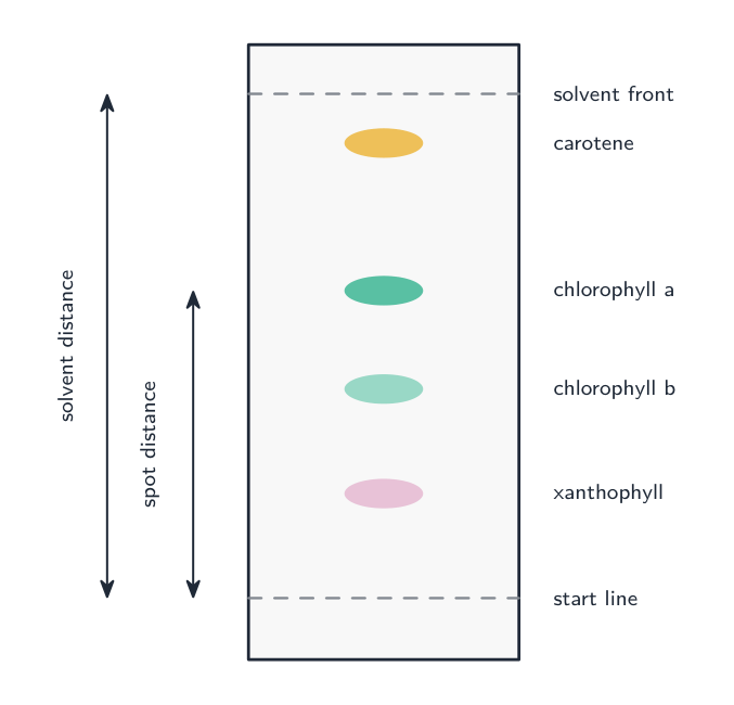 A chromatography paper with the leaf pigments separated into spots at different heights — carotene highest, then chlorophyll a, chlorophyll b and xanthophyll — with the spot distance and solvent distance marked
