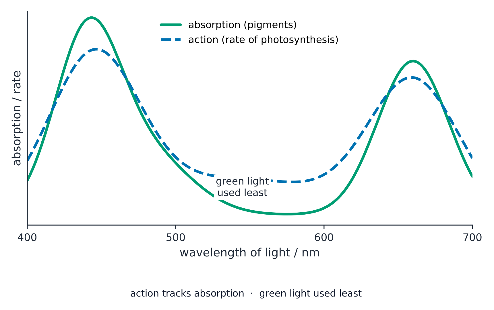 Two overlapping curves against wavelength: the absorption spectrum of the pigments and the action spectrum of photosynthesis, both high in blue and red light and low in green