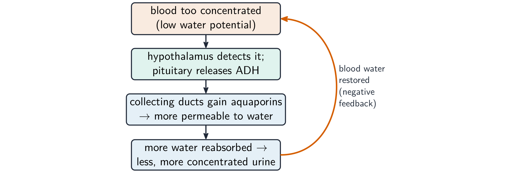 A negative-feedback loop: when the blood is too concentrated the hypothalamus triggers the pituitary to release ADH, the collecting ducts become more permeable, more water is reabsorbed and the blood water is restored