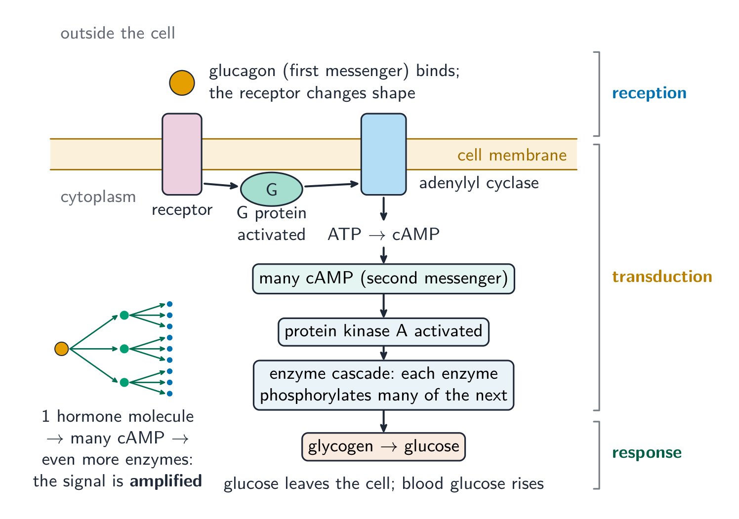 A strip of cell surface membrane. Outside the cell, glucagon binds a receptor that crosses the membrane. Inside, the receptor activates a G protein, which activates adenylyl cyclase in the membrane. Adenylyl cyclase turns ATP into many cAMP, which activate protein kinase A and then an enzyme cascade; the final enzymes break glycogen into glucose, which leaves the cell. Brackets mark reception, transduction and response, and a branching diagram shows one hormone molecule leading to many cAMP and even more enzymes