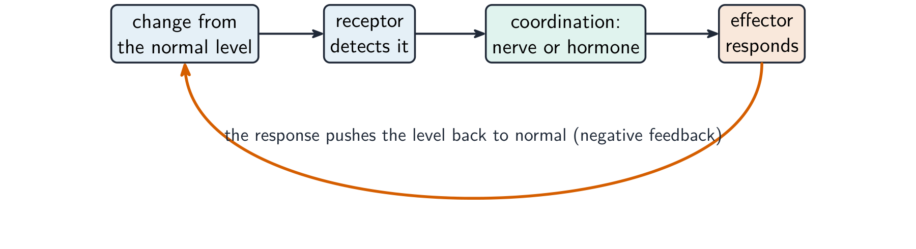 A loop: a change from the normal level is detected by a receptor, passed by a nerve or hormone to an effector, whose response pushes the level back to normal