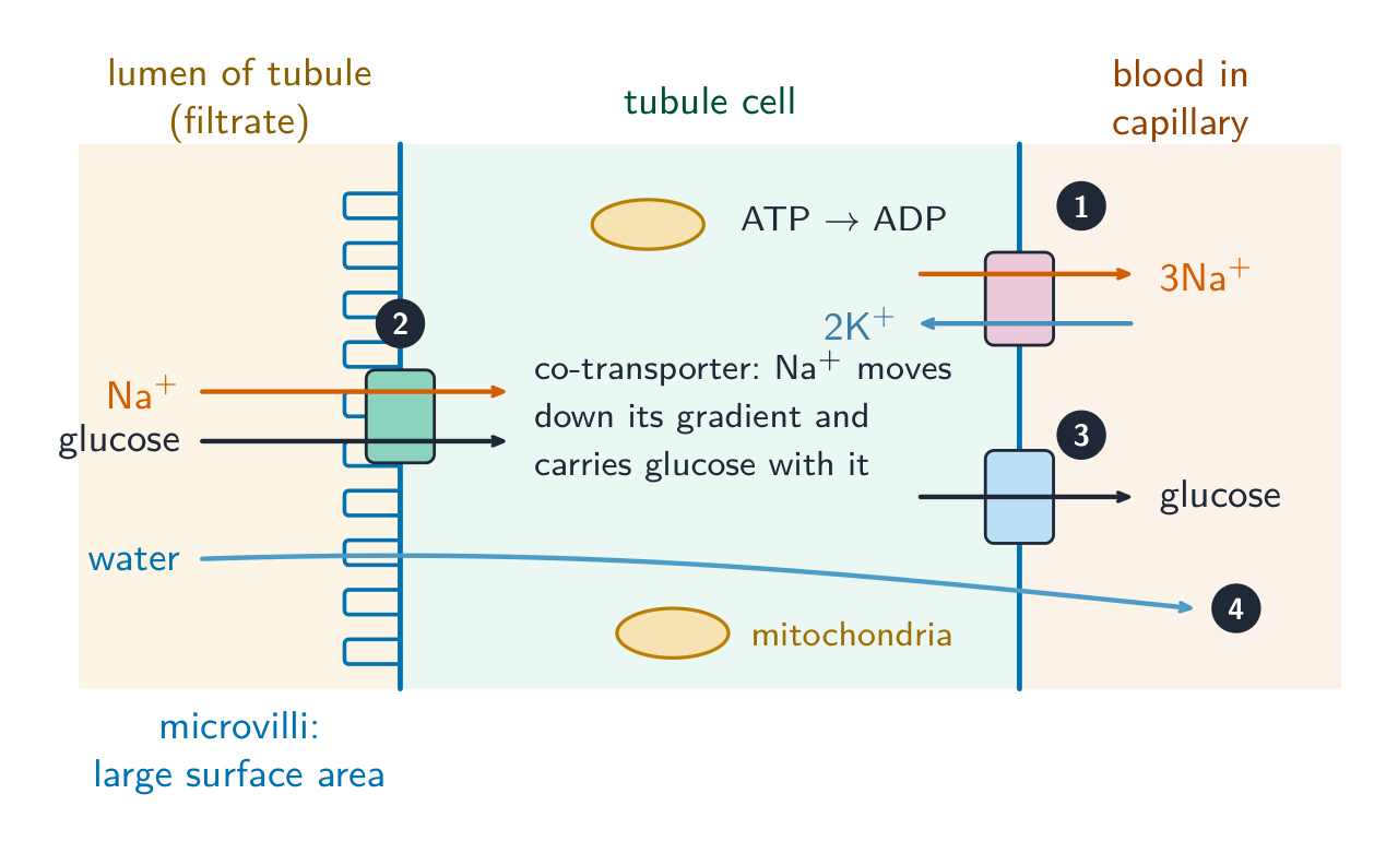 A proximal convoluted tubule cell between the filtrate on the left and a blood capillary on the right. The membrane facing the filtrate is folded into microvilli. 1: a sodium-potassium pump on the blood side uses ATP to move three sodium ions out and two potassium ions in. 2: a co-transporter on the filtrate side lets sodium ions in together with glucose. 3: glucose leaves into the blood through a carrier protein. 4: water follows from the filtrate to the blood. Mitochondria are shown inside the cell