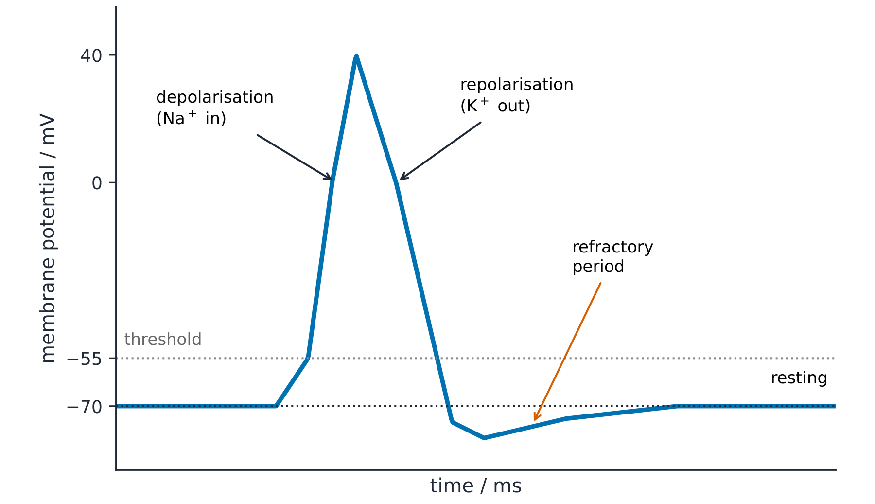 A graph of membrane potential against time over 6 milliseconds. The potential rests at minus 70 millivolts; a stimulus raises it to the threshold at minus 55; it then rises steeply to plus 40 as sodium channels open and sodium diffuses in; it falls as sodium channels close and potassium channels open and potassium diffuses out; it dips below minus 70 because the potassium channels are slow to close, then returns to rest. A bracket below marks the refractory period, from the peak until the resting potential is restored