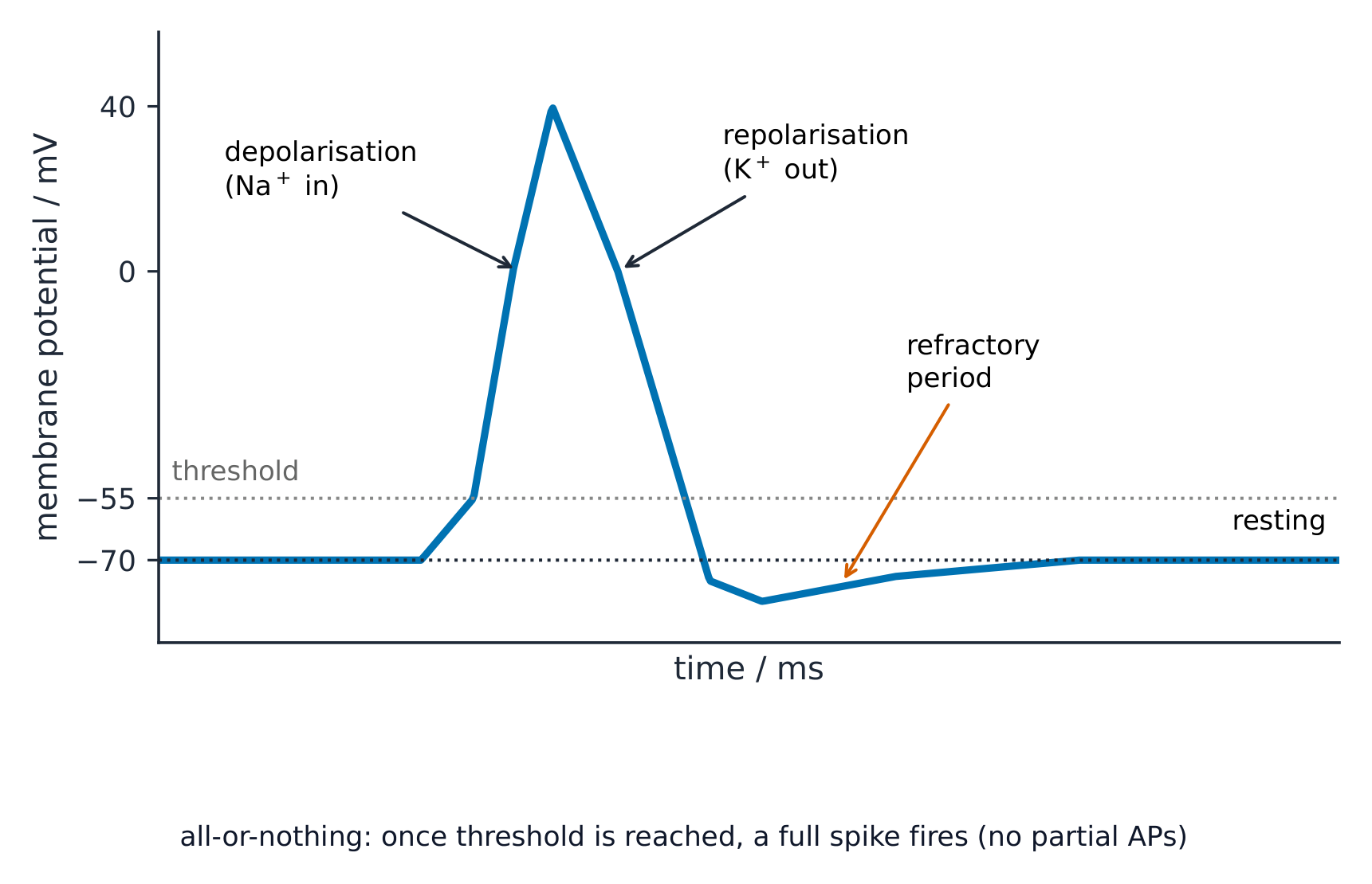 A graph of membrane potential over time: resting at -70 mV, a spike up to +40 mV as sodium enters (depolarisation), a fall as potassium leaves (repolarisation), then a refractory dip before returning to rest