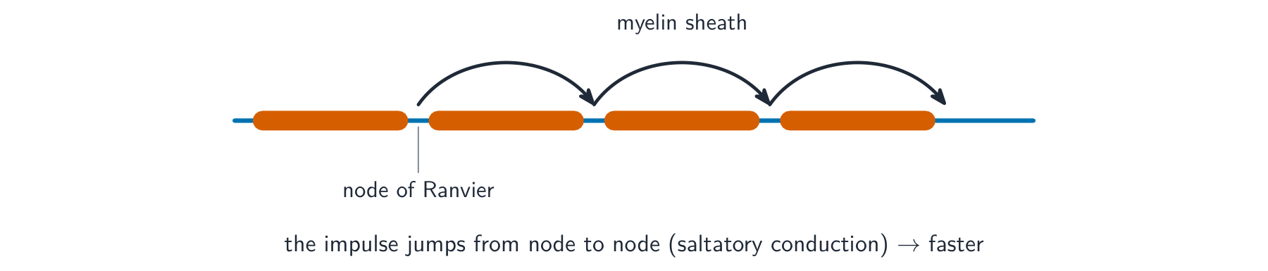 A myelinated axon where the impulse jumps in curved hops from one node of Ranvier to the next, skipping over the myelinated segments