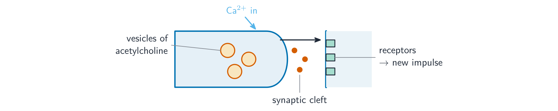 A cholinergic synapse with six numbered steps. An action potential arrives at the presynaptic knob; calcium ions enter through channels in its membrane; vesicles move to the membrane and one fuses with it, releasing acetylcholine into the cleft; acetylcholine diffuses across and binds receptors on the postsynaptic membrane; sodium ions enter through the receptors and depolarise the postsynaptic neurone; an enzyme in the cleft, acetylcholinesterase, breaks acetylcholine down and the choline returns to the presynaptic knob