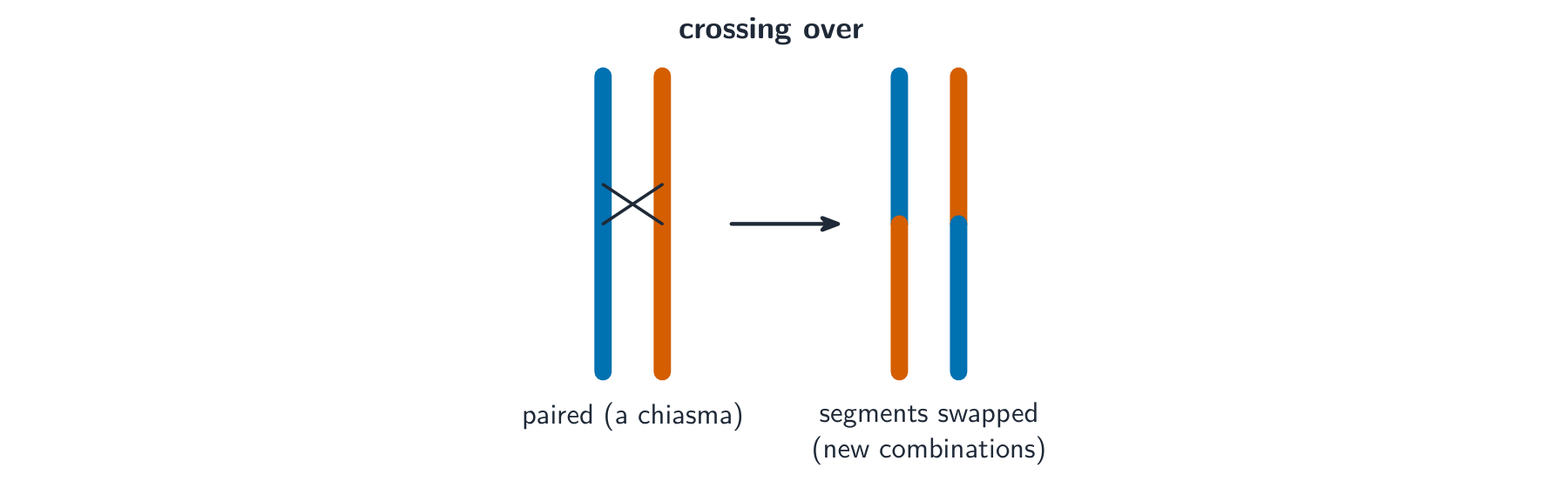 Two paired chromosomes crossing at a chiasma, then pulling apart with their lower segments swapped to give new colour combinations