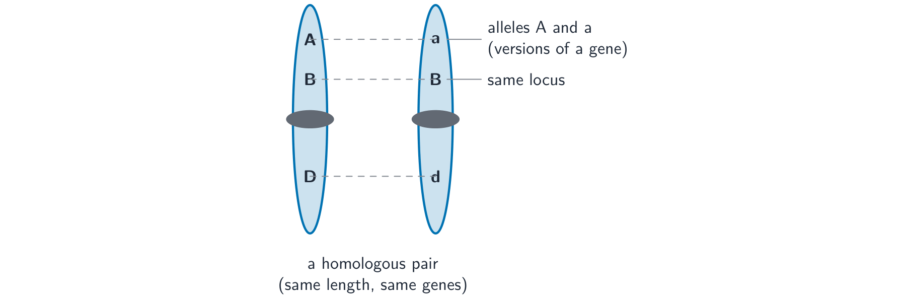 Two chromosomes of the same length side by side, carrying genes at the same positions; at one position the alleles differ (A and a)