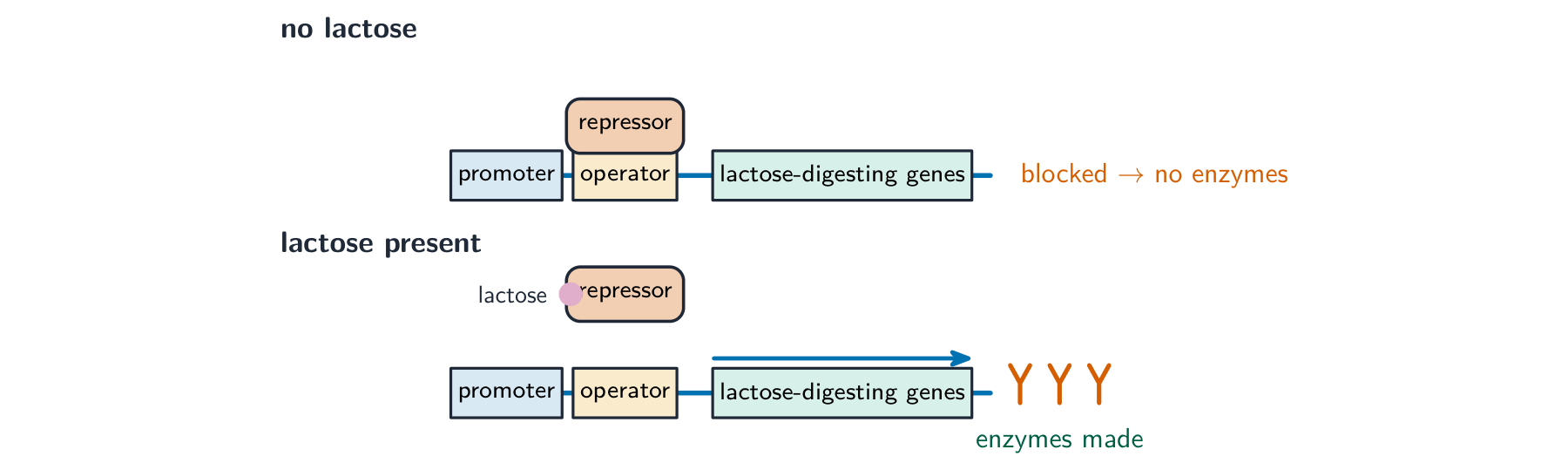 The lac operon in two states: with no lactose a repressor sits on the operator and blocks the genes; with lactose present the lactose pulls the repressor off so the genes are transcribed and enzymes are made