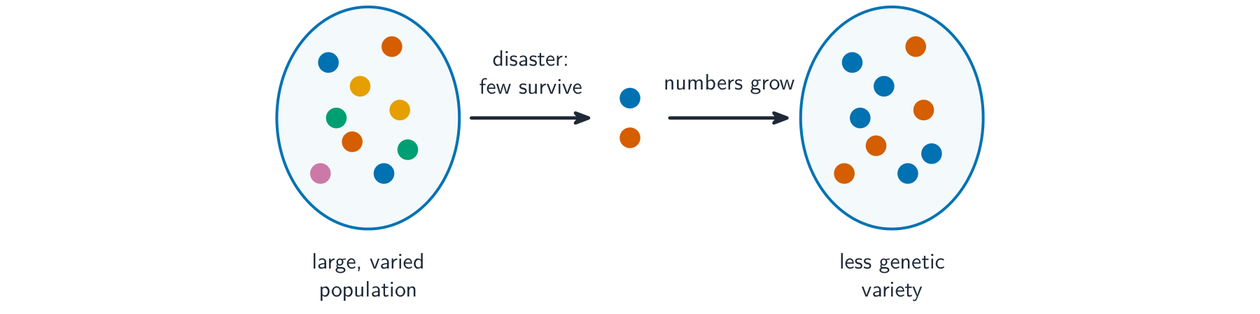 A large population with many colours passes through a disaster where only a few survive, so the population that grows back has only a couple of colours left