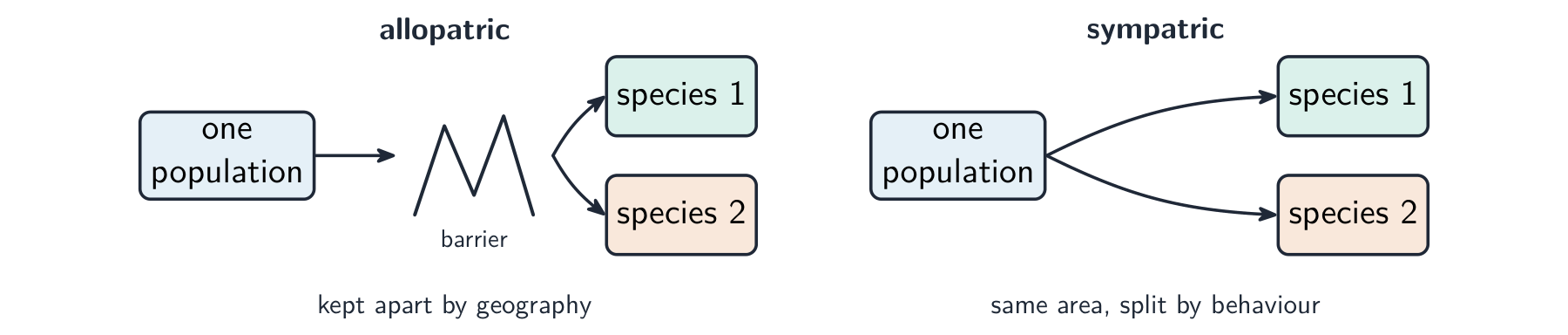 Two routes to new species: allopatric, where a physical barrier splits a population, and sympatric, where a population in the same area splits by behaviour
