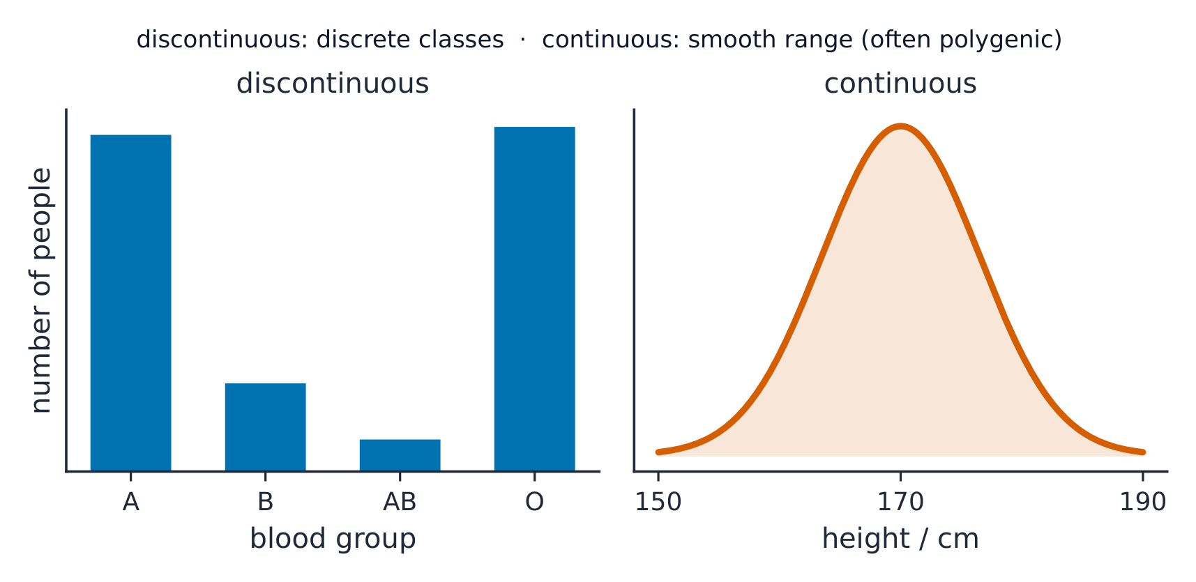 Two graphs: a bar chart of blood groups with separate bars (discontinuous), and a smooth bell-shaped curve of height (continuous)