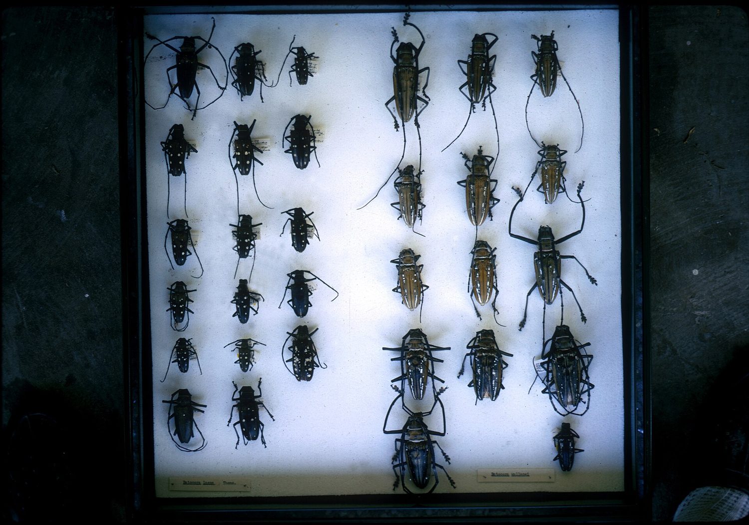 A museum drawer of neatly pinned, labelled insect specimens