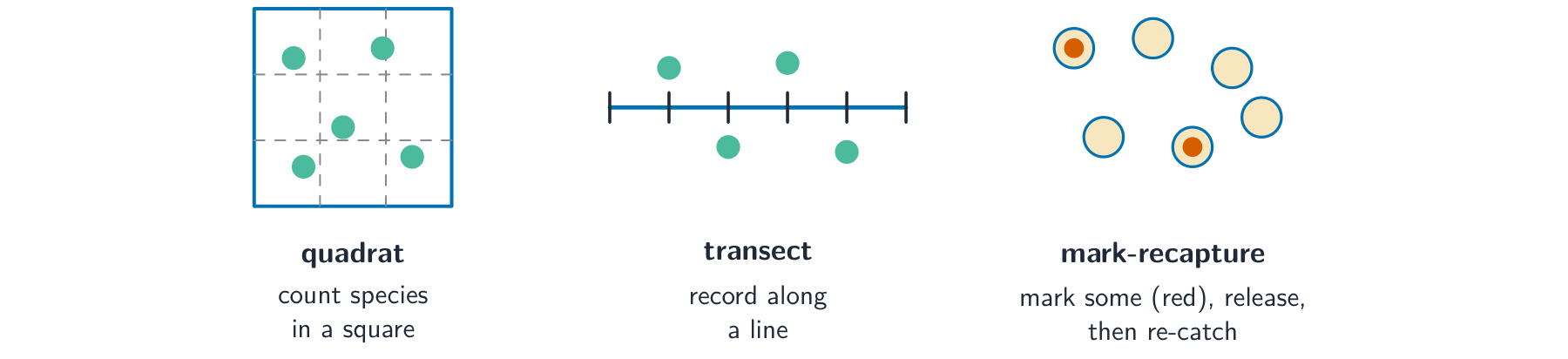 Three sampling methods: a quadrat counting species in a square, a transect recording along a line, and mark-recapture where some animals are marked, released and re-caught