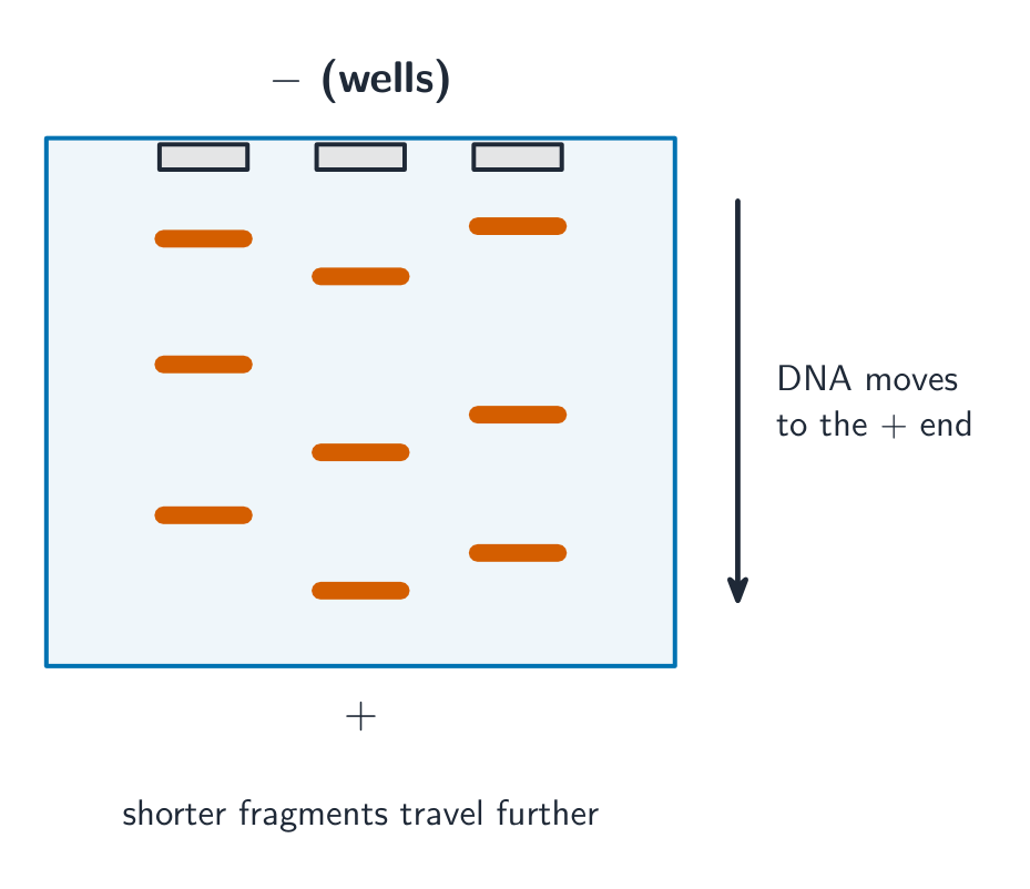 A gel with wells at the negative end and DNA fragments moving down towards the positive end; shorter fragments travel further, separating into bands