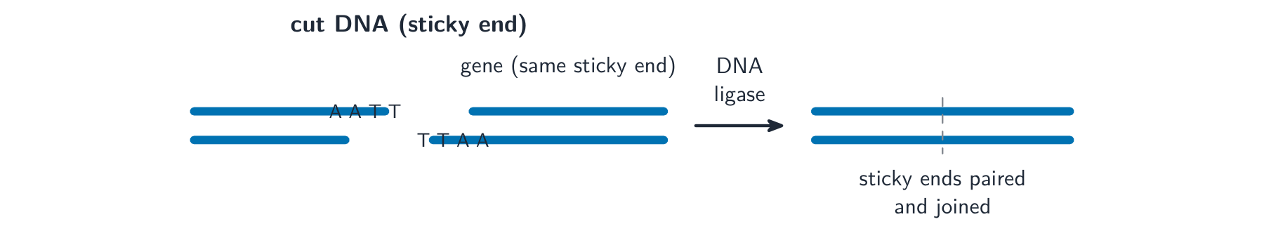 A restriction enzyme leaves a single-stranded sticky end on a cut piece of DNA; a gene cut with the same enzyme has a matching sticky end, so DNA ligase can pair and join them