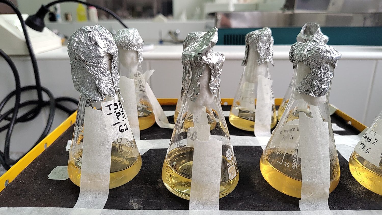 Conical flasks of cloudy liquid stoppered with foil, fermenting in a laboratory