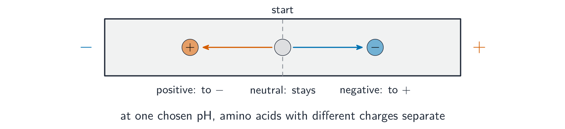 A gel strip with a negative and a positive electrode: a positive amino acid moves towards the negative electrode, a negative one towards the positive, and a neutral one stays put