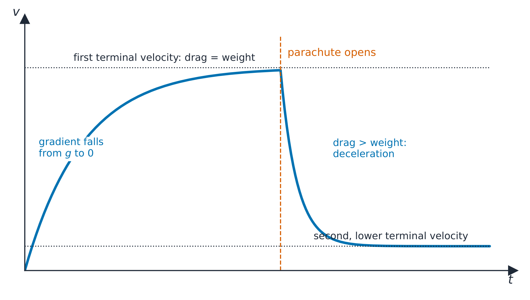 A velocity–time graph of a skydiver. The velocity rises with a gradient that falls from g to zero and levels off at a first terminal velocity where drag equals weight. When the parachute opens the velocity drops steeply, then levels off again at a second, much lower terminal velocity