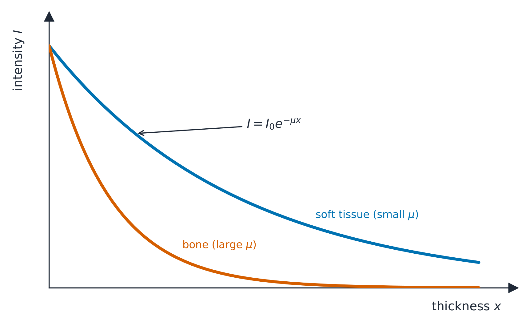 A graph of intensity against thickness: both curves fall exponentially, but soft tissue with a small attenuation coefficient falls slowly while bone with a large coefficient falls off fast